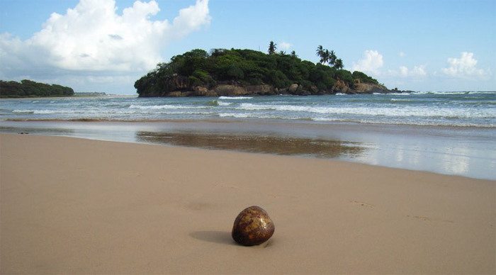 eden-sri-lanka-beach-coconu_4-2