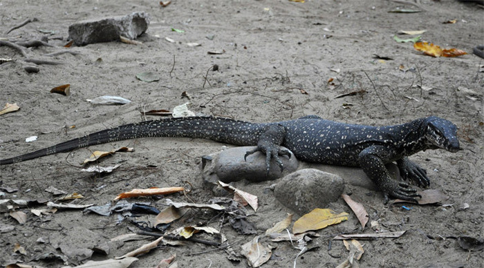 el-nido-monitor-lizard-pala_4-1