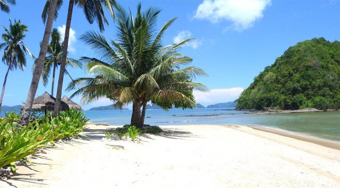 el-nido-palms-philippines_4