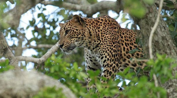 elephant-reach-yala-leopard_4-5