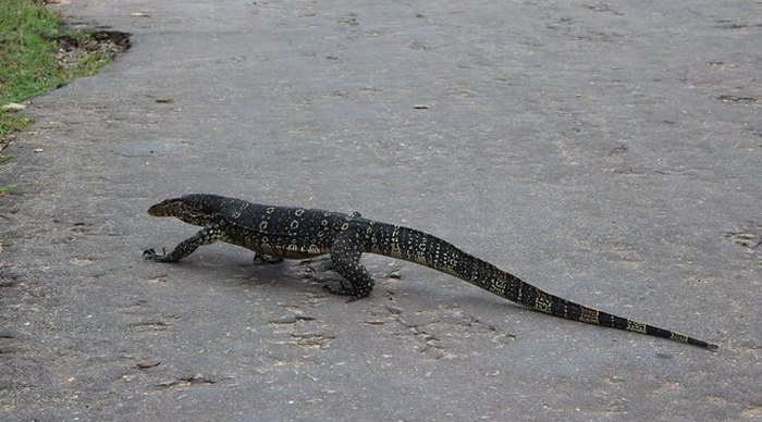 feelin-good-lizard-sri-lanka_4