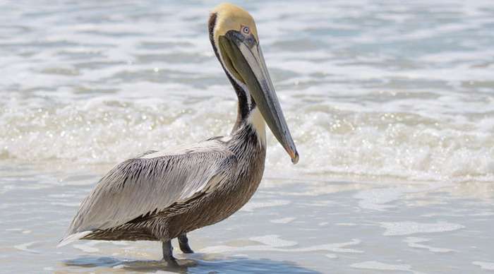 fort-myers-pelican_4-2