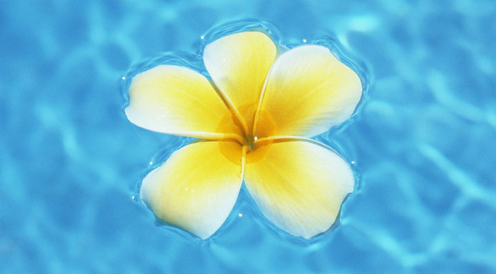 frangipani-flower-malaysia_4