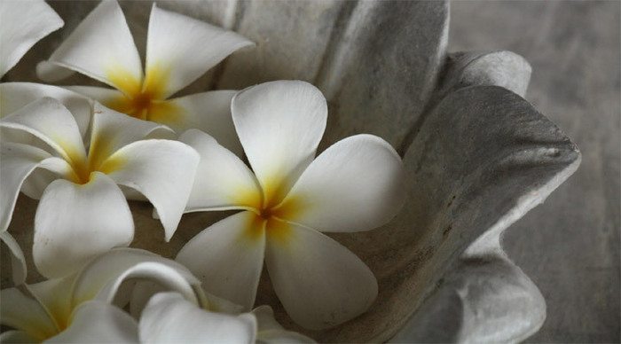 frangipani-flowers_4