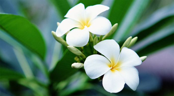 frangipani-flowersfrangi_4