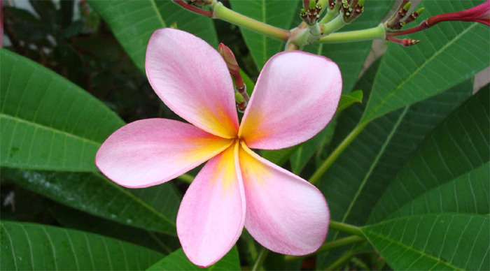 frangipani-leafs_4