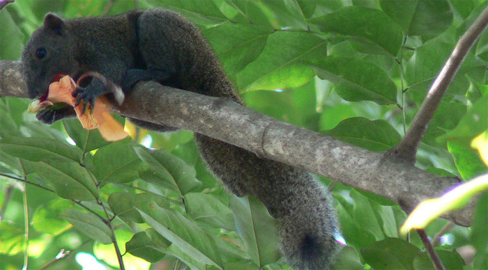 frangipani-squirrel_4