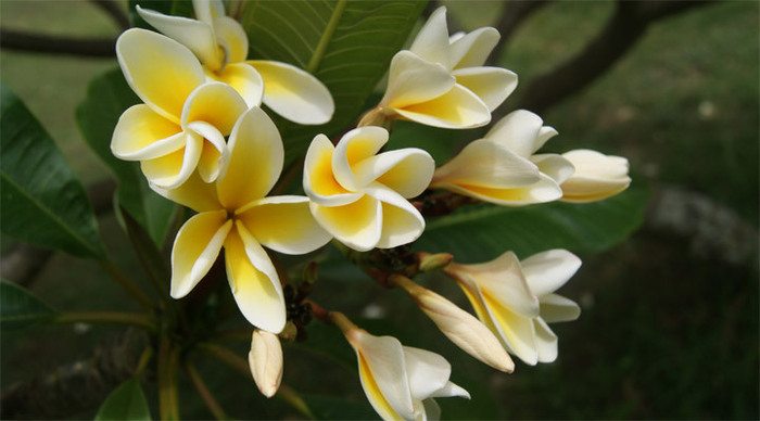 frangipani-trees_4