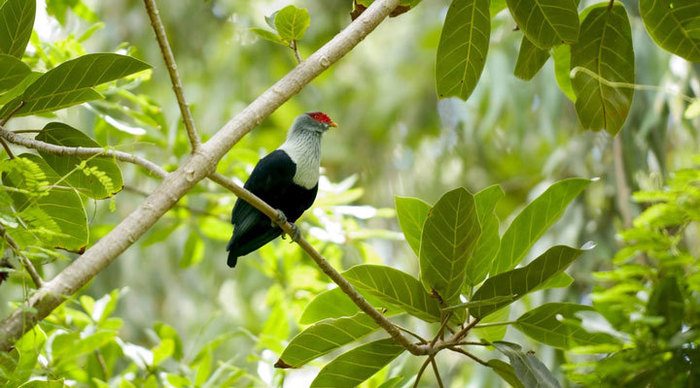 fregate-island-bird-seychelles-seychellerna_4-2