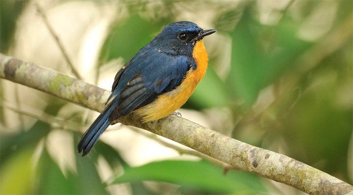 gaya-island-birds-borneo-ma_4-1