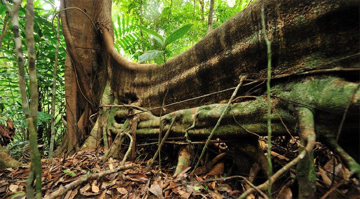 gaya-island-jungle-borneo-m_4-2