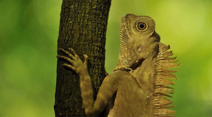 gaya-island-lizard-borneo-m_4