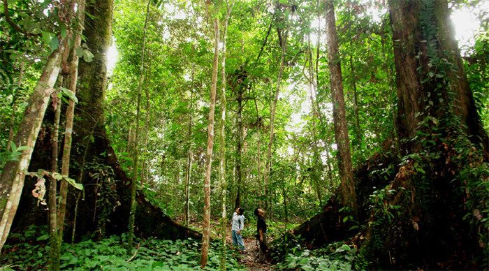 gaya-island-trees-borneo-ma_4-1