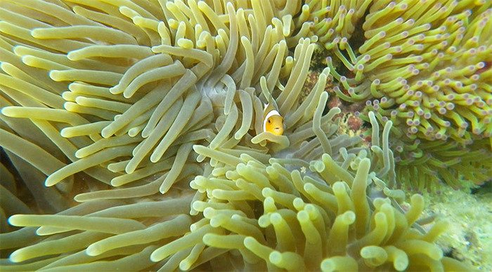 gem-island-fish-anemone_4