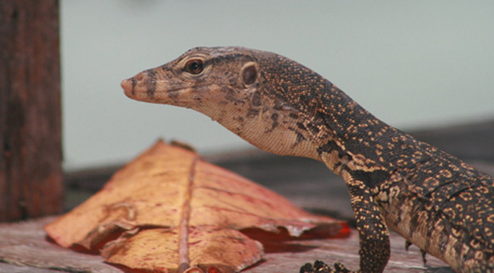 japamala-tioman-lizard-01_4