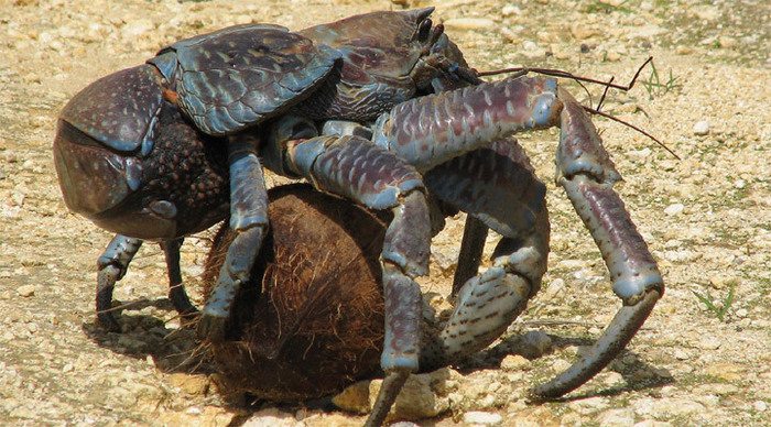 kalimantan-coconut-crab_4-7