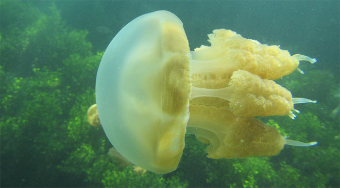 kalimantan-jellyfish-kakaba_4-1