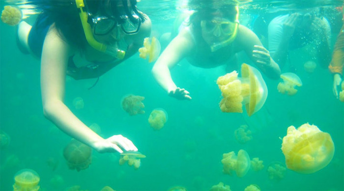 kalimantan-jellyfish-lakes_4-1