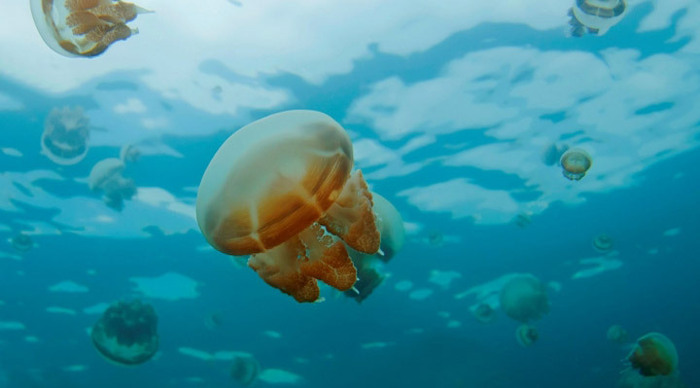 kalimantan-jellyfish_4