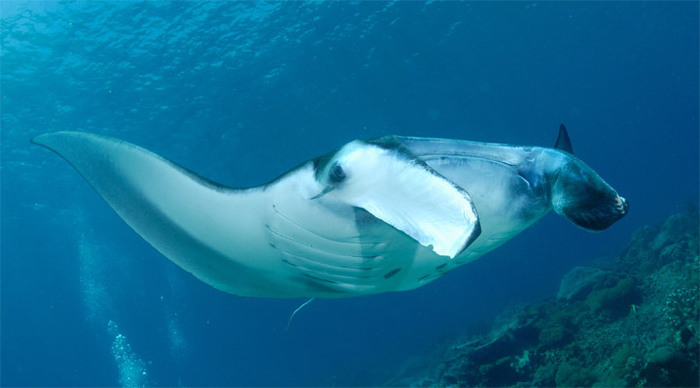 kalimantan-manta_4-1