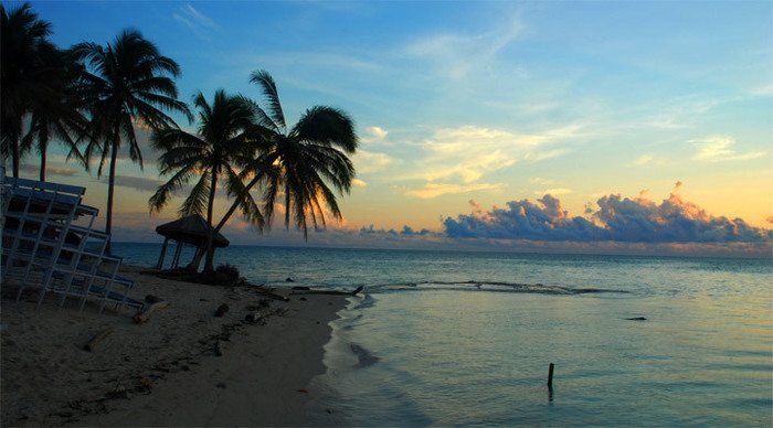 kalimantan-palmtrees_4-2