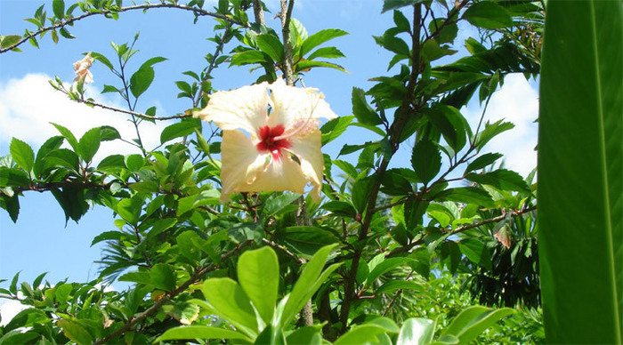 kalutara-hibiscus-sri-lanka_4