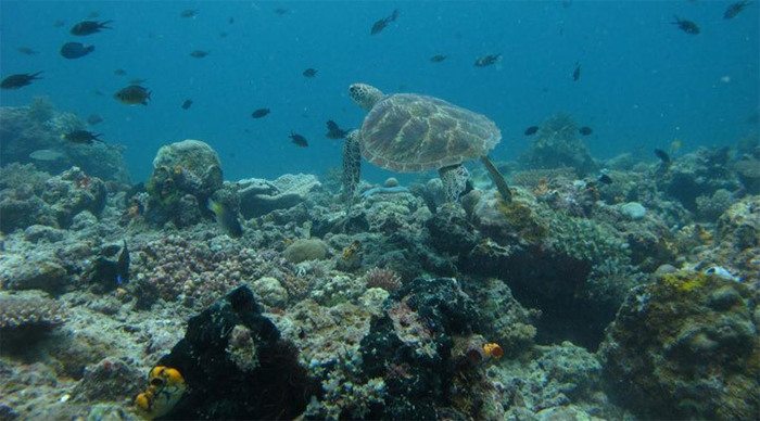 kapalai-borneo-diving-turtl_4-1