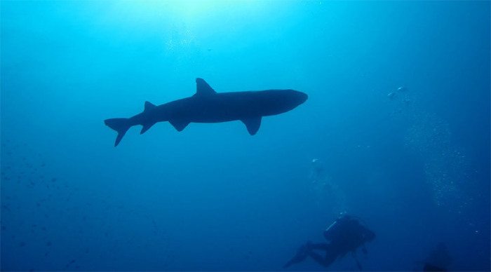 kapalai-borneo-shark_4-1