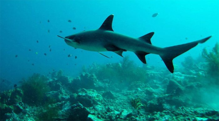 kapalai-borneo-sharks-malay_4