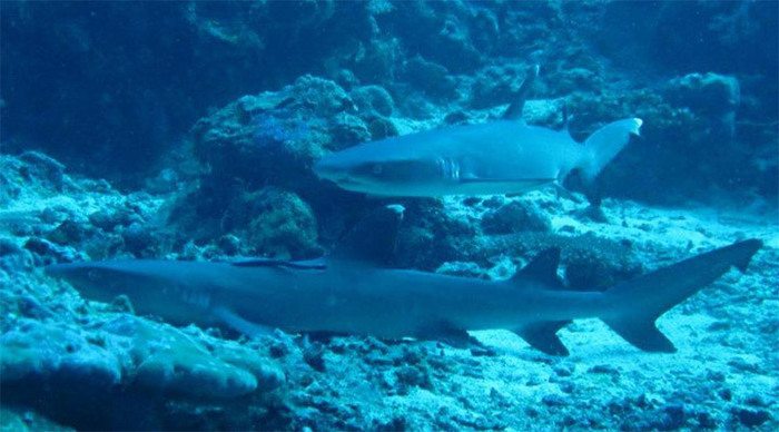 kapalai-sharks-diving-borne_4