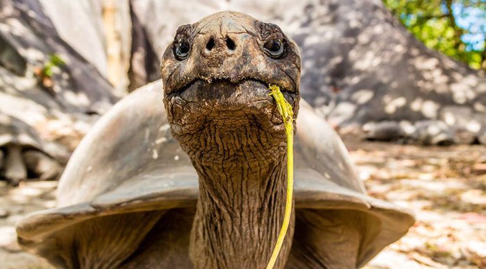 kempinski-turtle-seychelles-seychellerna_4