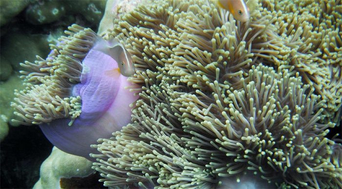 koh-lipe-fish-thailand_4-1