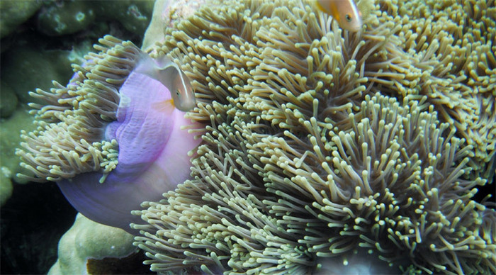 koh-lipe-fish-thailand_4