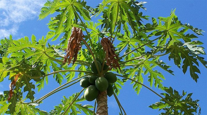 koh-lipe-fruit-thailand_4