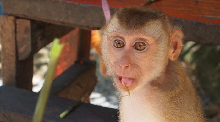 koh-samui-monkey_4-1