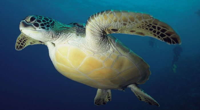 komandoo-turtle-maldives-maldiverna_4-2