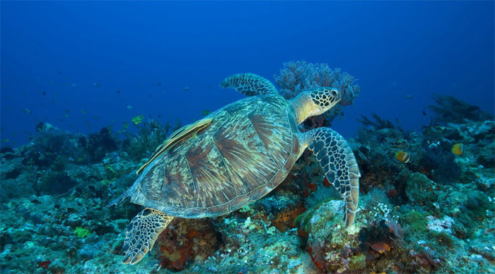 komodo-diving-indonesia_4-1