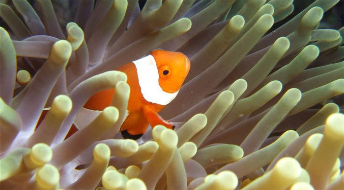 komodo-fish-diving-indonesi_4-12