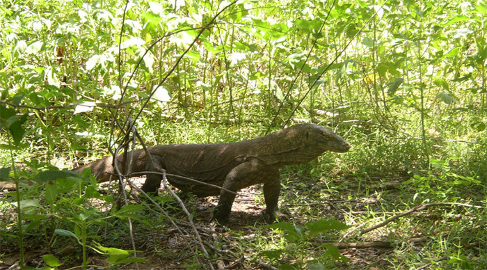 komodo-rinca-monitor-lizard_4