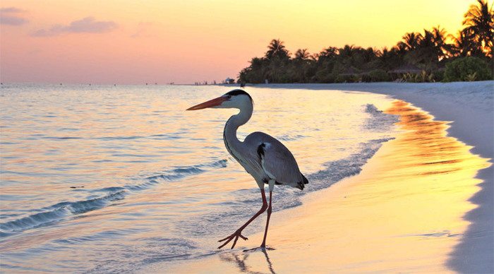 kuredu-heron-sunset-maldive_4