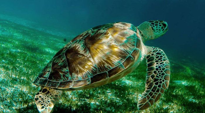 kuredu-turtle-maldives-maldiverna_4