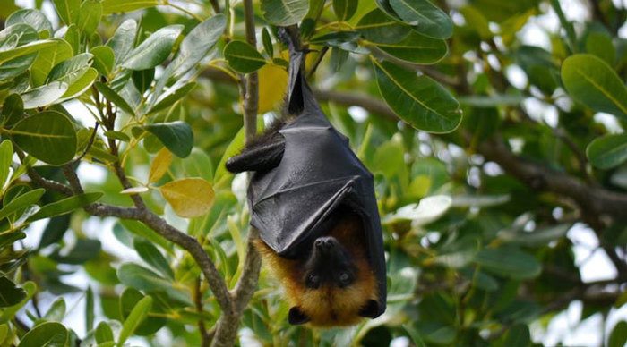 la-belle-tortue-bat-seychelles-seychellerna-silhouette_4-2