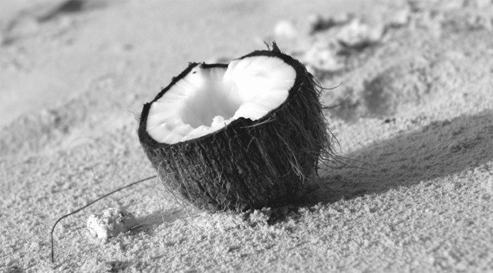 la-digue-coconut-seychelles_4