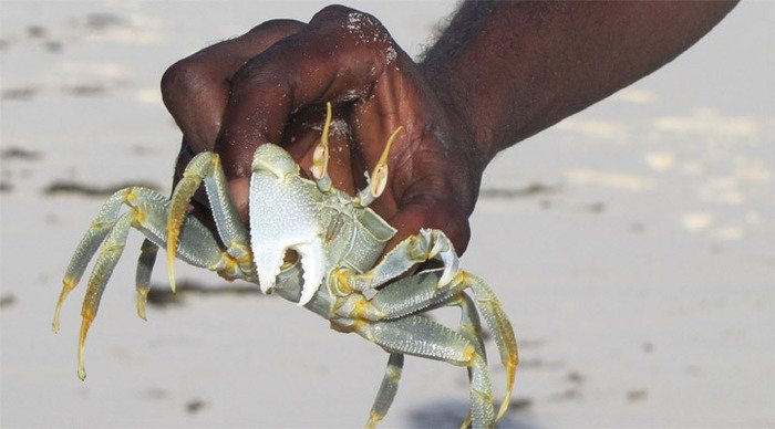 la-digue-crab-seychelles_4