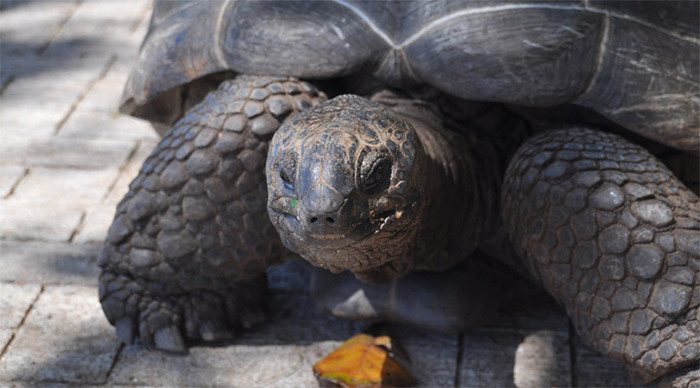 la-digue-turtle-seychelles_4-10