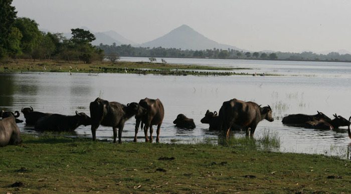 lake-resort-buffalos_4-1