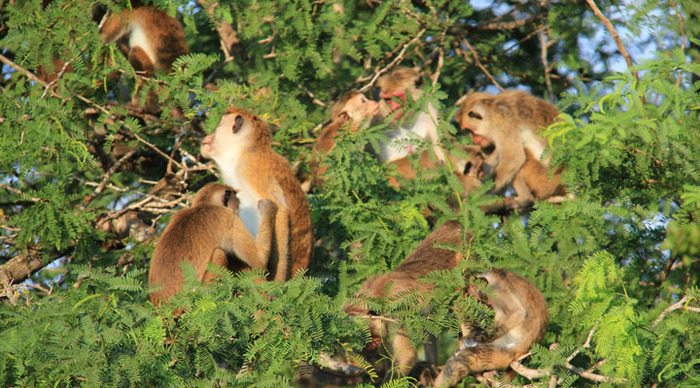 lake-resort-monkeys_4-1