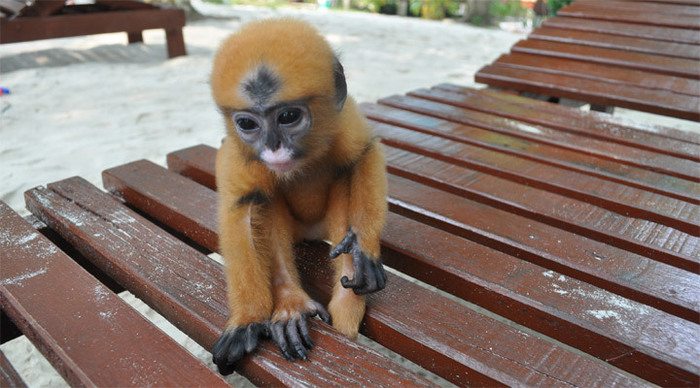 lang-tengah-monkey-malaysia-1_4-1