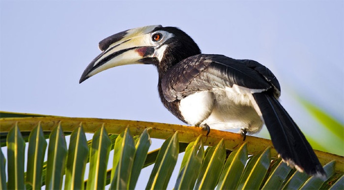 langkawi-bird-malaysia_4-2