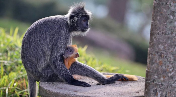 langkawi-monkeys_4